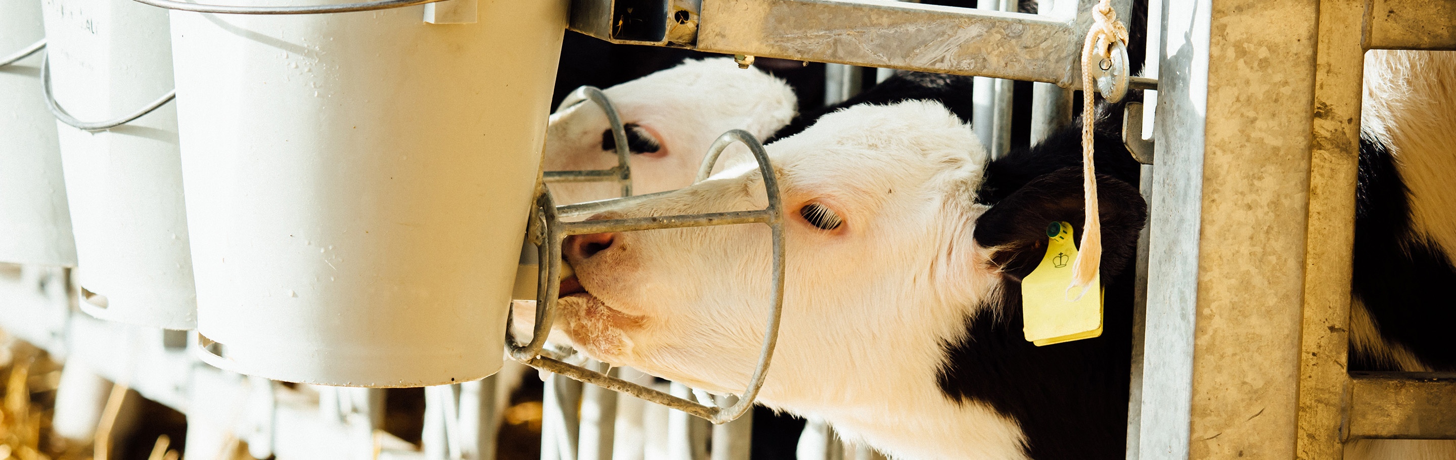 Calves in Calf Igloo